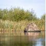 Buteo Photo Gear Floating Hide Grebe