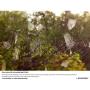 Lensbaby Edge 50 Optic