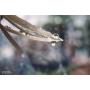 Lensbaby Velvet 56 Black Canon