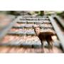Lensbaby Composer Pro II Fuji X w/ Sweet 50