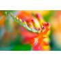 Lensbaby Velvet 85 Black Nikon