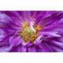 Lensbaby Spark 2.0 MFT