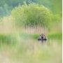 Buteo Photo Gear Floating Hide Grebe II