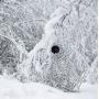 Buteo Photo Gear 3D Leafs Camouflage Net Snow 1.5x3 M