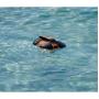 HoverAir Aqua Wetsuit Black