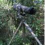 Leofoto CNC Full Camo Carbon Fiber Tripod w/ Gimbal Head