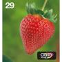 Epson 29 Multipack BCYM Easymail T29864511