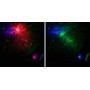 Comprar Astroplanetario Levenhuk LabZZ SP20 - Ganga Electrónica
