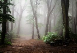 Guía Completa para Fotografiar la Niebla: Captura la Magia del Paisaje